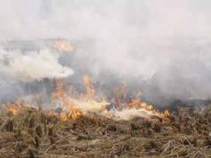 CAQM warns Punjab over rising stubble burning cases, non-compliance at Bathinda thermal plant