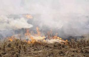 CAQM warns Punjab over rising stubble burning cases, non-compliance at Bathinda thermal plant