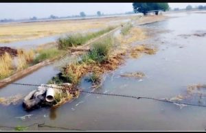 Over 200 acres submerged after fresh breach in Lambi Miner near Abohar, farmers demand compensation
