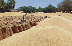 Punjab sees decline in young farm workers