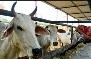 Centre says no plan to declare cow as national animal