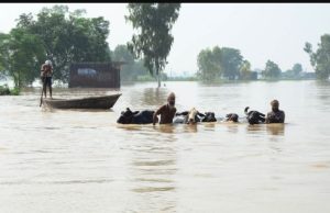 Punjab reels under floods, 1,300 villages hit and 26 dead