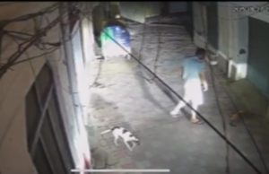 Dog brutally beaten to death in Jalandhar, complaint filed