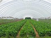 Punjab’s Youth Turning Towards Farming! CM Mann’s Policies Help 1,200+ Youth Become Successful ‘Agri-Businessmen’, Earnings from Polyhouse Cross ₹14 Lakh with 50% Subsidy