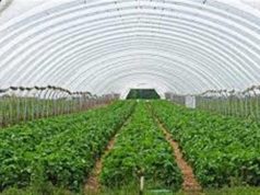 Punjab’s Youth Turning Towards Farming! CM Mann’s Policies Help 1,200+ Youth Become Successful ‘Agri-Businessmen’, Earnings from Polyhouse Cross ₹14 Lakh with 50% Subsidy