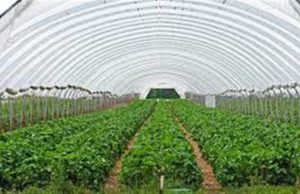 Punjab’s Youth Turning Towards Farming! CM Mann’s Policies Help 1,200+ Youth Become Successful ‘Agri-Businessmen’, Earnings from Polyhouse Cross ₹14 Lakh with 50% Subsidy