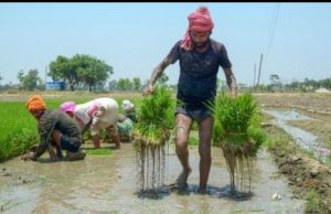 Mann Government Stands with Farmers: Promise to Buy Every Single Bag of Paddy, Farmers Getting Full Payment
