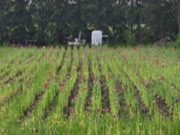 Four Punjabis arrested in Edmonton for illegal poppy cultivation