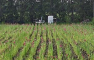 Four Punjabis arrested in Edmonton for illegal poppy cultivation