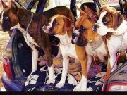 Chandigarh approves new pet bylaws, bans six aggressive dog breeds and imposes heavy fines