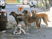 Supreme Court dismisses plea for virtual appearance of chief secretaries in stray dogs case