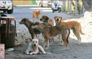 Supreme Court dismisses plea for virtual appearance of chief secretaries in stray dogs case