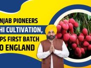 Punjab overtakes UP-Uttarakhand to become litchi hub
