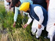 Mann Government’s Historic Achievement; Over 11 Lakh Farmers Benefit from MSP