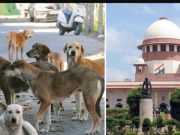 Supreme Court orders removal of stray dogs from public places