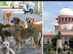 Supreme Court orders removal of stray dogs from public places