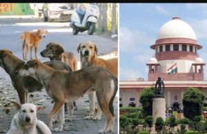 Supreme Court orders removal of stray dogs from public places