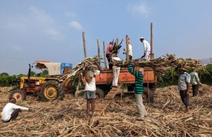 Punjab raises sugarcane price to Rs 416 per quintal, higher than Haryana