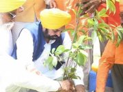 Mann Government’s Greening Punjab Mission: 12.57 Lakh Trees Planted, State Achieves Biggest Environmental Milestone