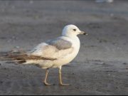 Chinese-made GPS tracker found on seagull near Karwar coast in Karnataka, probe launched