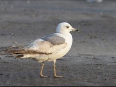 Chinese-made GPS tracker found on seagull near Karwar coast in Karnataka, probe launched