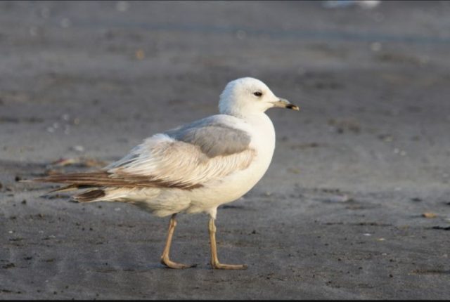 Screenshot_2025_1218_073226