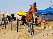 Maghi Mela 2026: Hoofbeats Echo at ‘Ghora Mandi’ as Animal Enthusiasts Gather in Sri Muktsar Sahib