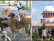 SC takes tough stand on rising stray dog attacks, signals heavy compensation from states