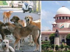 SC takes tough stand on rising stray dog attacks, signals heavy compensation from states