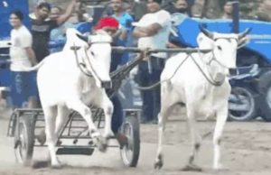 Bullock cart races set to return to Kila Raipur Rural Olympics after 11 years
