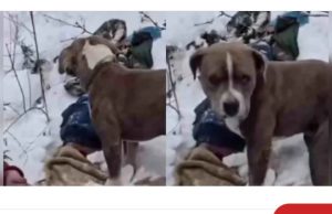 Himachal snowfall tragedy: Dog refuses to leave owner’s body for four days in Chamba