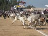 Bullock cart race returns to Kila Raipur rural Olympics after 11 years