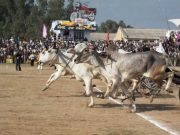 Bullock cart race returns to Kila Raipur rural Olympics after 11 years