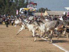 Bullock cart race returns to Kila Raipur rural Olympics after 11 years