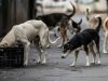 Two-year-old boy dies after stray dog attack in Gurdaspur area