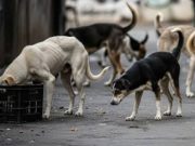 Two-year-old boy dies after stray dog attack in Gurdaspur area