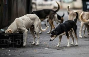 Two-year-old boy dies after stray dog attack in Gurdaspur area