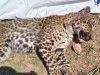 ITI student fights off leopard in Himachal village, kills animal after daring struggle