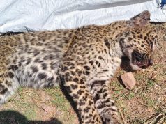 ITI student fights off leopard in Himachal village, kills animal after daring struggle