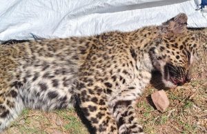ITI student fights off leopard in Himachal village, kills animal after daring struggle