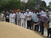 Punjab ensures swift wheat procurement; Rs. 647 crore paid to farmers within 24 hours: Lal Chand Kataruchak