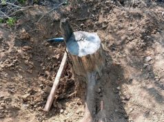 NGT takes serious note of illegal cutting of khair trees in Ropar forests, seeks Punjab govt reply