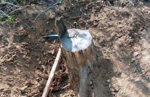 NGT takes serious note of illegal cutting of khair trees in Ropar forests, seeks Punjab govt reply