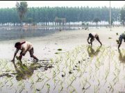 Shift from free power to cash incentives needed to save groundwater in Punjab: experts