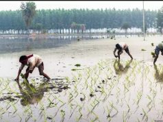 Shift from free power to cash incentives needed to save groundwater in Punjab: experts