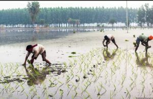Shift from free power to cash incentives needed to save groundwater in Punjab: experts