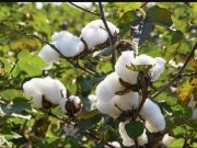 Punjab announces 33% subsidy on cotton seeds to revive ‘white gold’ farming