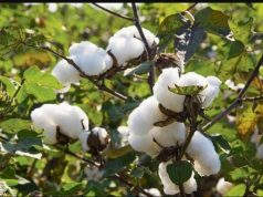 Punjab announces 33% subsidy on cotton seeds to revive ‘white gold’ farming