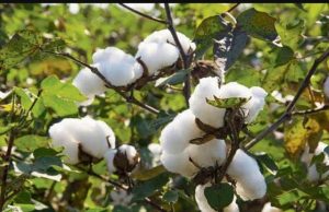 Punjab announces 33% subsidy on cotton seeds to revive ‘white gold’ farming