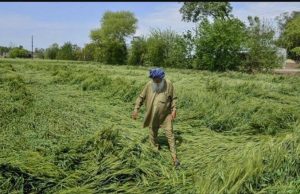 Wheat procurement halted in Punjab as rain-hit crop fails quality norms, farmers anxious